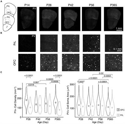 Age-related changes of dopamine D1 and D2 receptors expression in parvalbumin-positive cells of the orbitofrontal and prelimbic cortices of mice